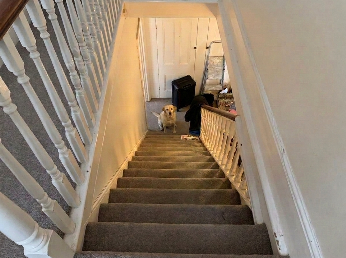 An older yellow Labrador sitting at the bottom of a carpeted staircase looking up